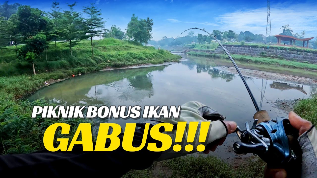Casting Gabus Ruang Limpah Sungai🔥PIKNIK BONUS IKAN🦈