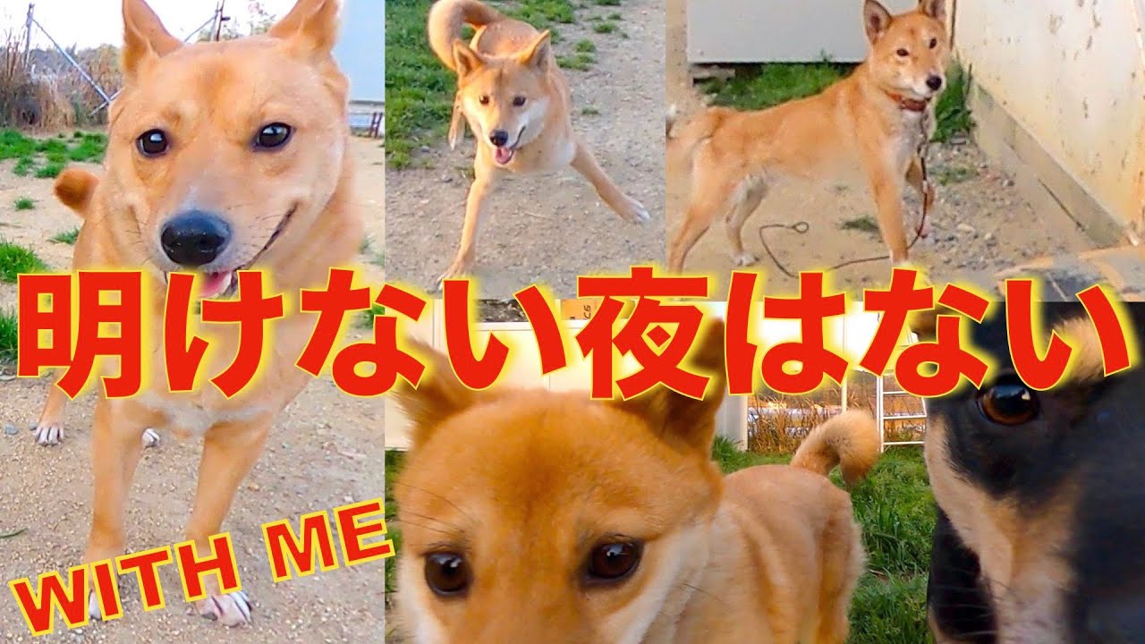 ストレス絶対だめ！野犬達とリラックス！#withme