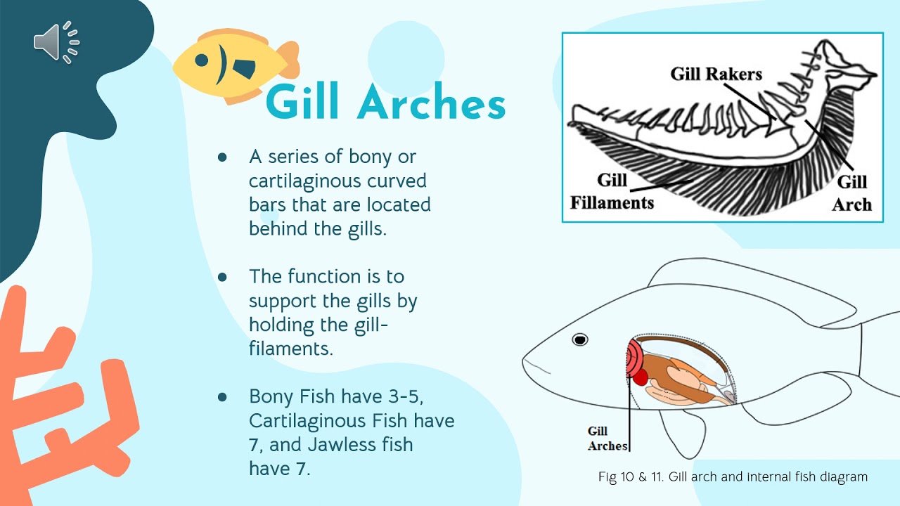 Internal Anatomy of the Fish