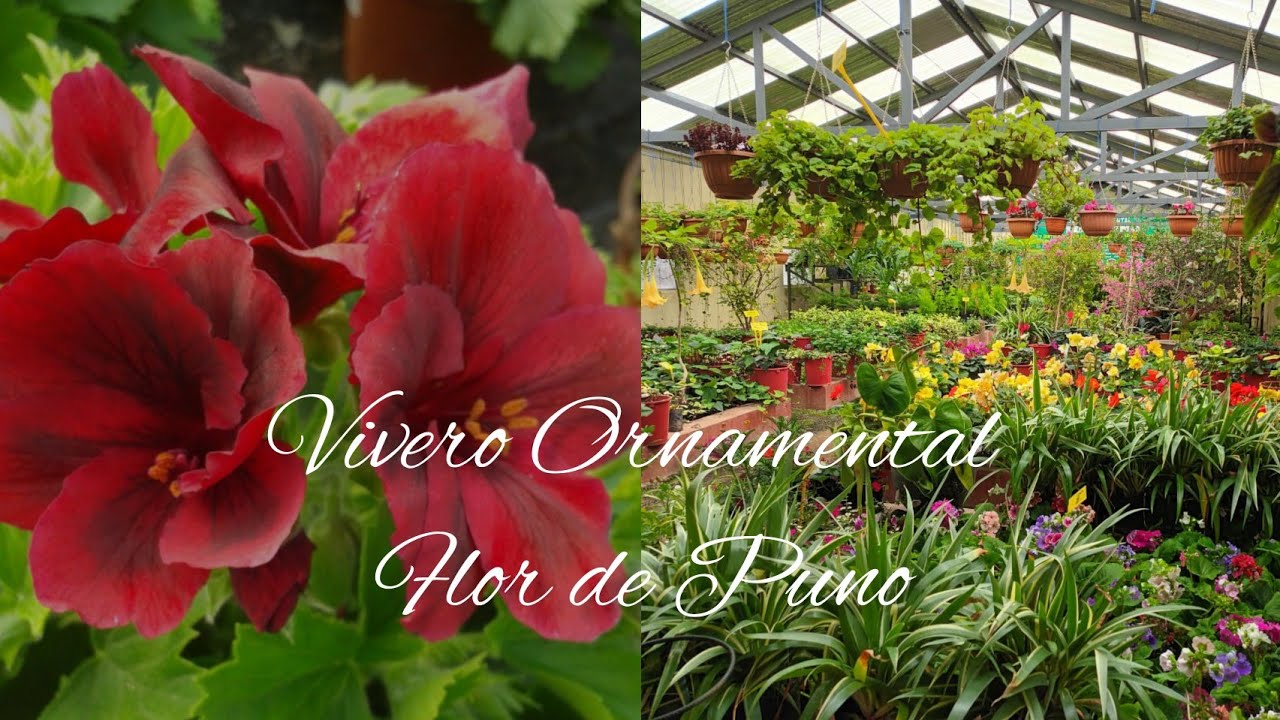 para los amantes de los geranios pensamiento les traigo un tour por el vivero flor de Puno
