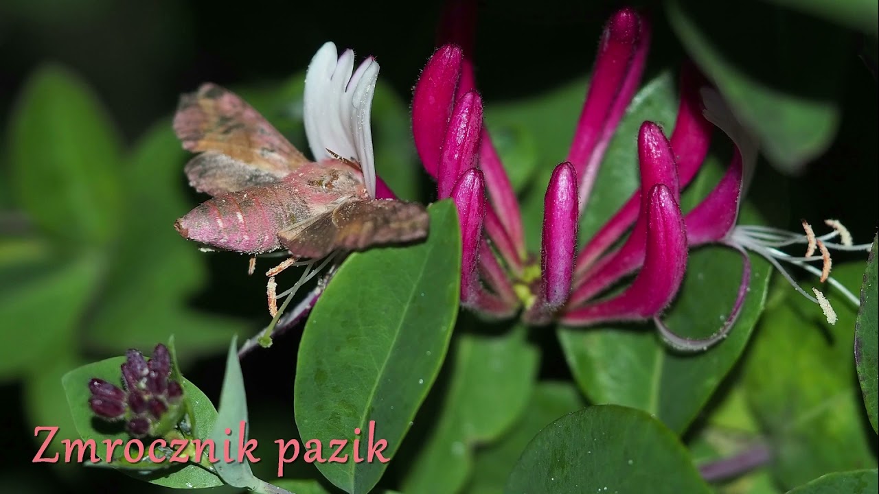 Wiciokrzew pomorski - pożytek dniem i nocą