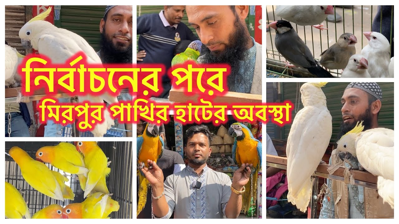 নির্বাচনের পরে মিরপুর পাখির হাটের অবস্থা