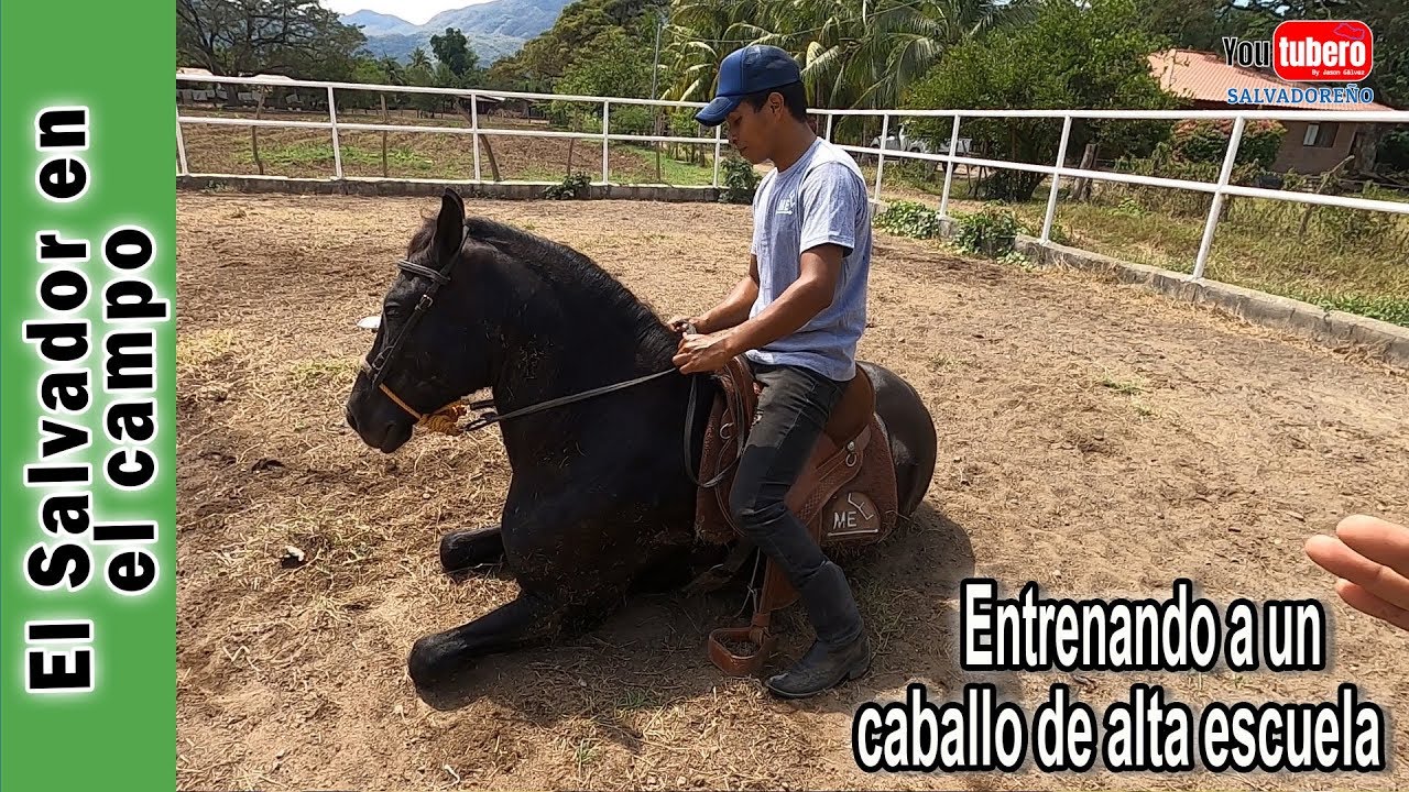 Como se entrena a un caballo de alta escuela | La Vaquita de Oriente | El Salvador en el Campo & YS