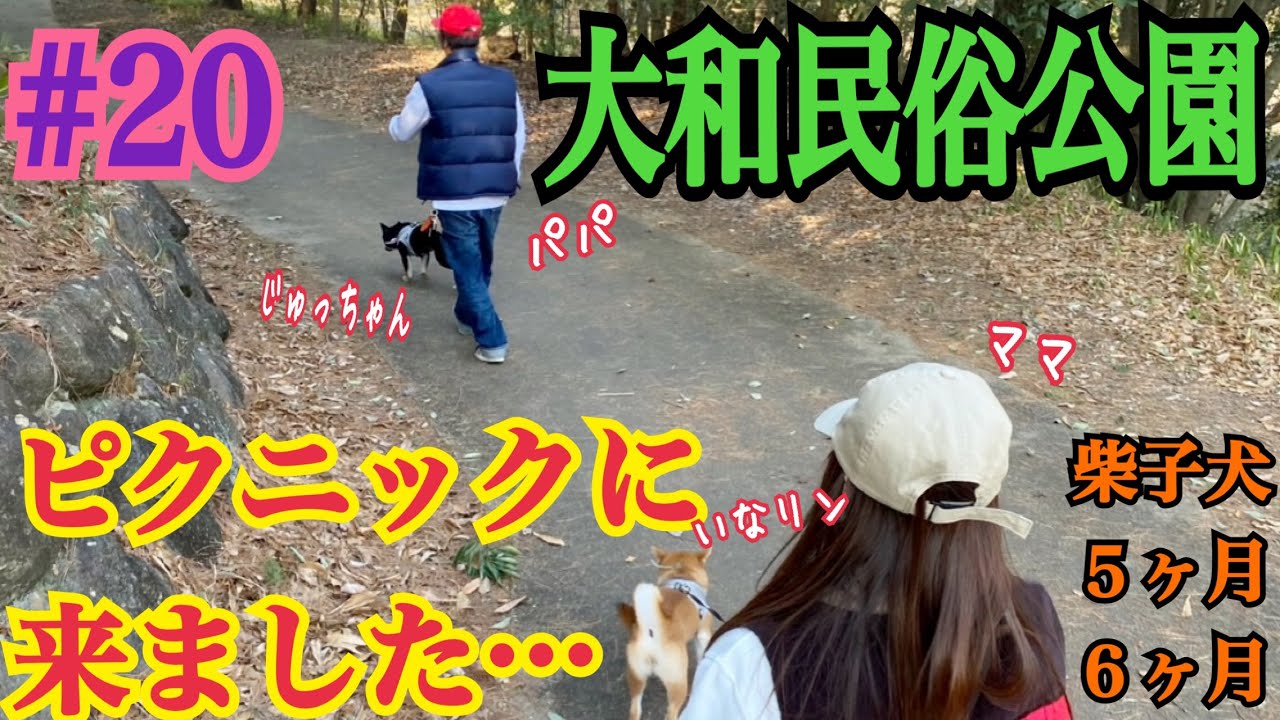 [柴犬いなり＊じゅう]ピクニック❗️たくさんの犬に大興奮…　＃柴犬＃豆柴＃shibainu #dogshorts #shiba #funny #dog #dogs #犬#癒し#多頭飼い