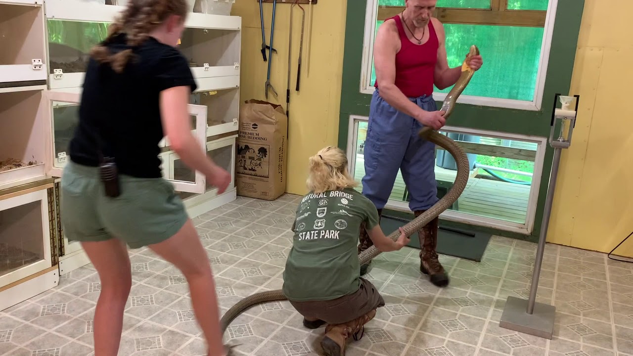 King Cobra Venom Extraction
