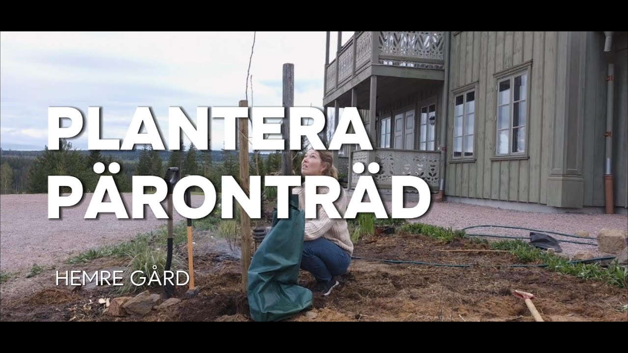 Plantera päronträd från Trädgårdsmässan