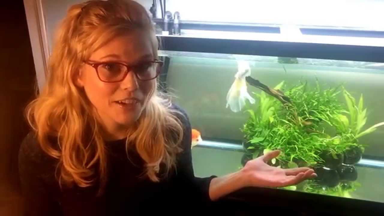 Goldfish Care: Tank Size Talk