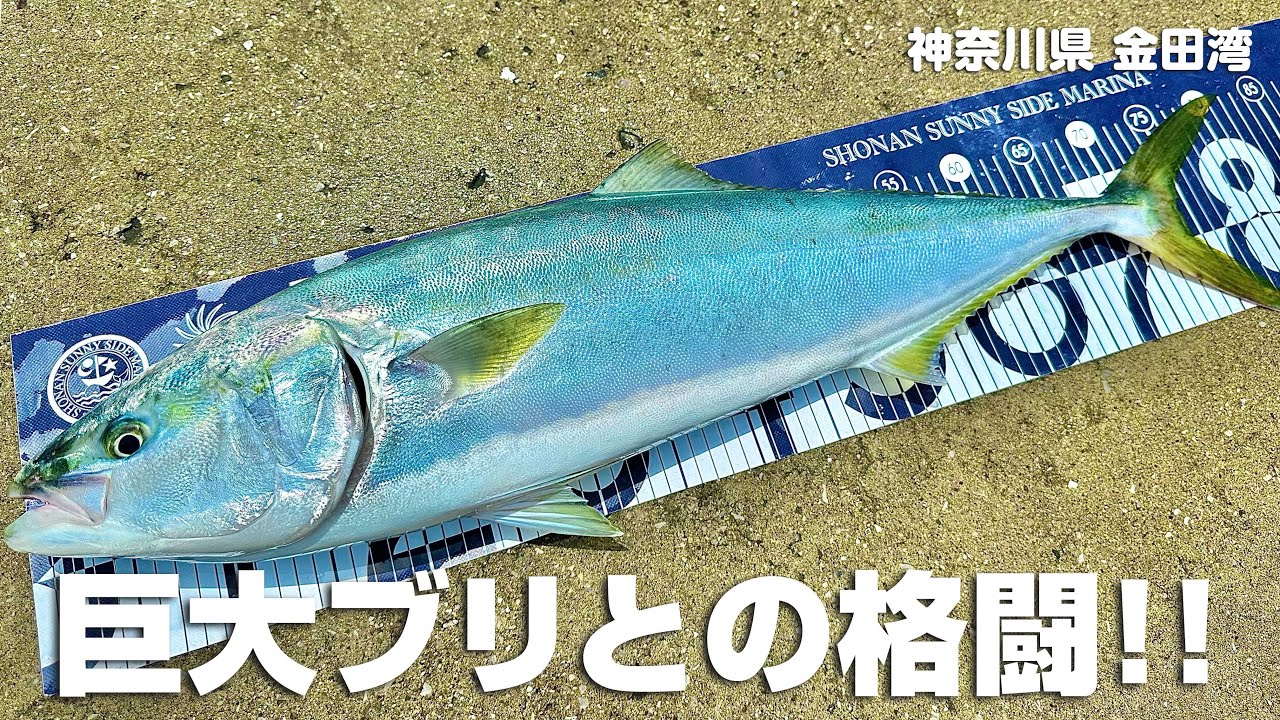 初めてのブリと大格闘!!!