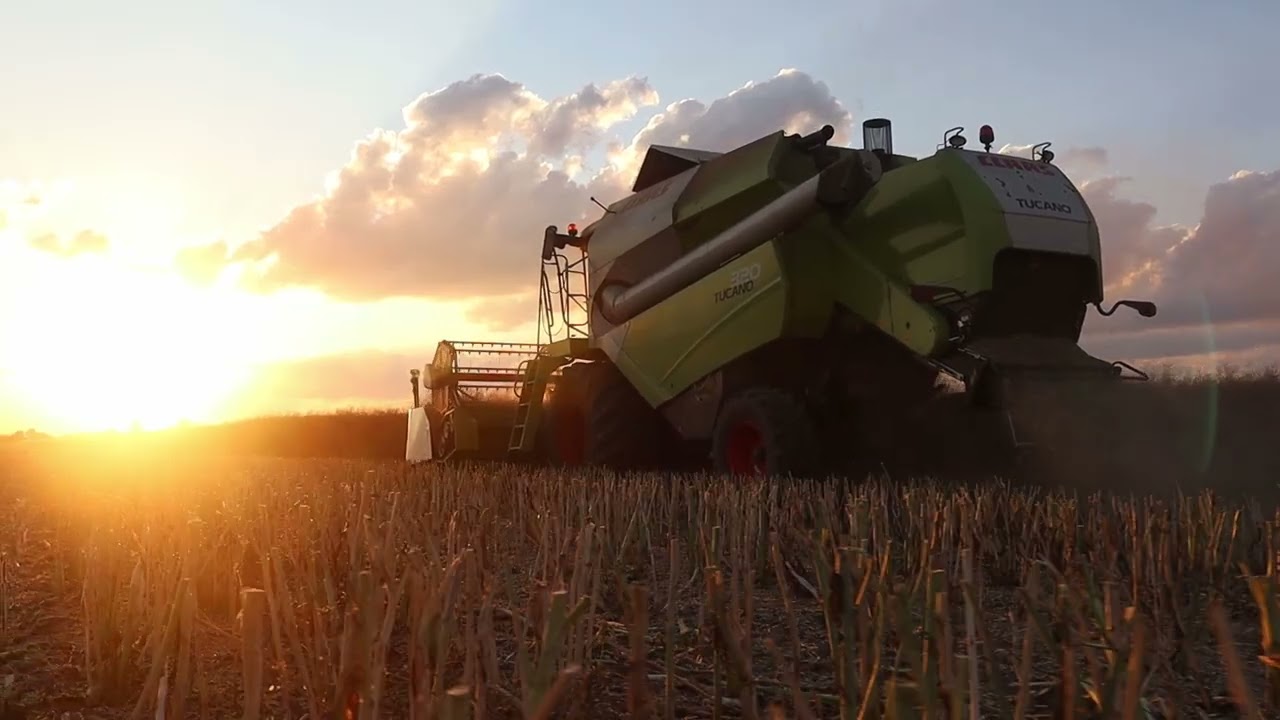 żniwa 2024 / 2x claas tucano 320 w rzepaku