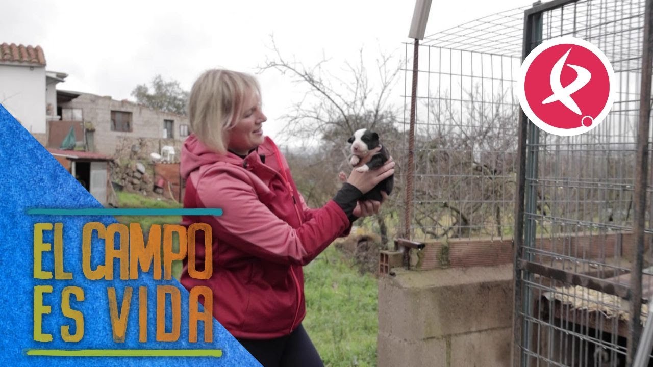 Vuelven los cachorros de border collie | El campo es vida