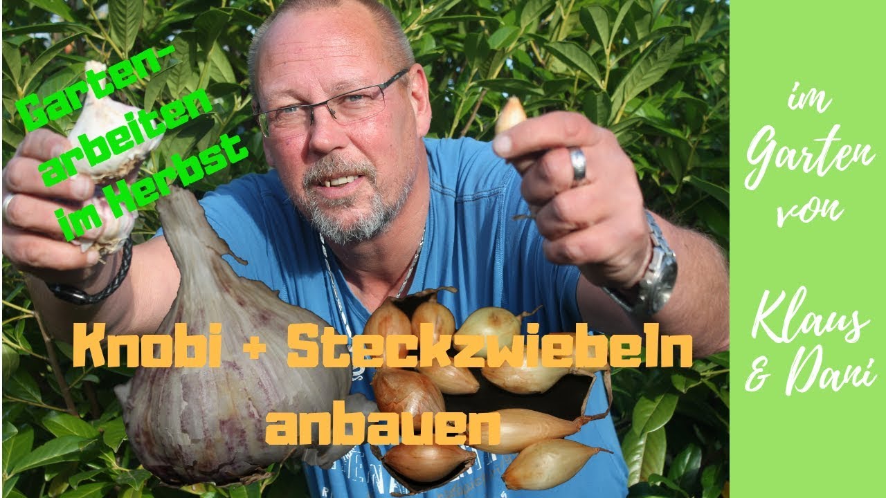 Knoblauch und Steckzwiebeln pflanzen / Mischkultur / Garten im Herbst