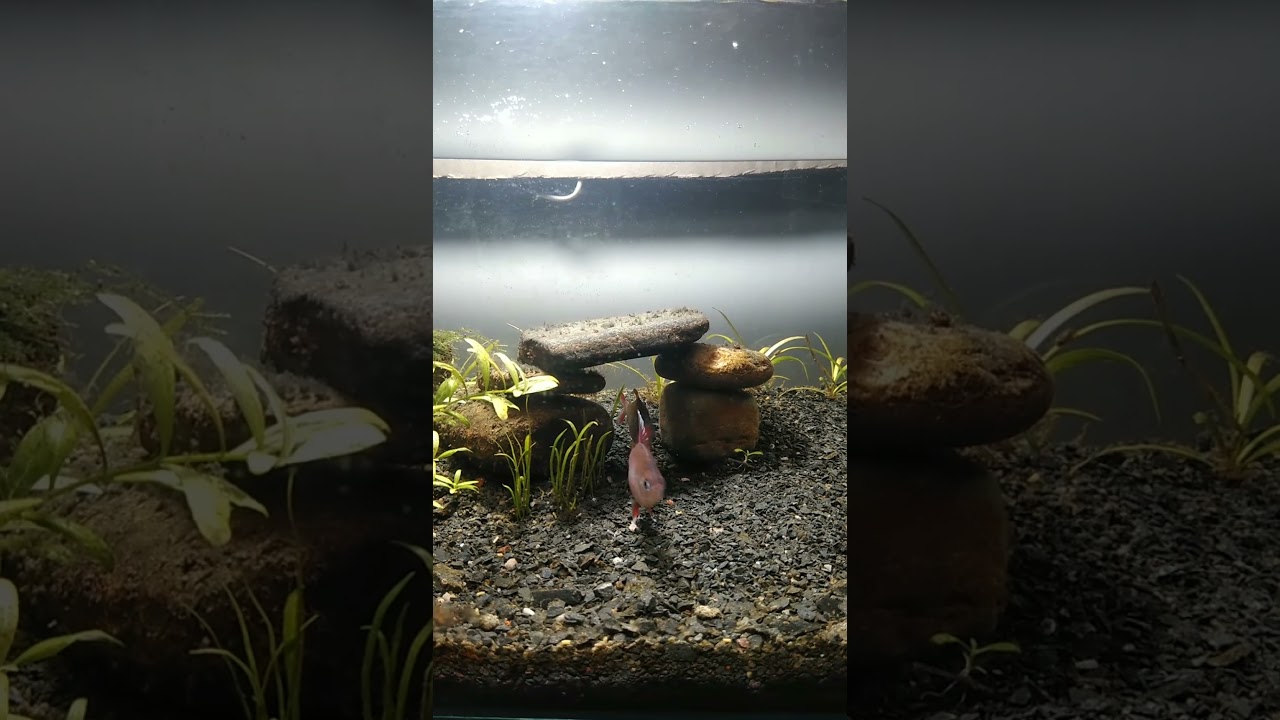 Ornate Tetra