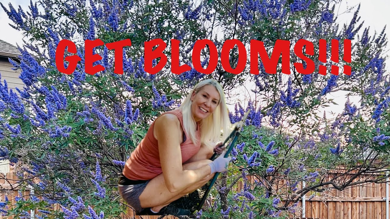 How to prune vitex (chaste) tree