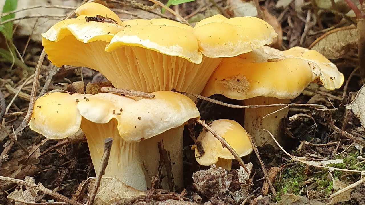 Girolles , Cèpes et compagnie du 3 et 7 Juin  2023 🥰 . La pousse continue !