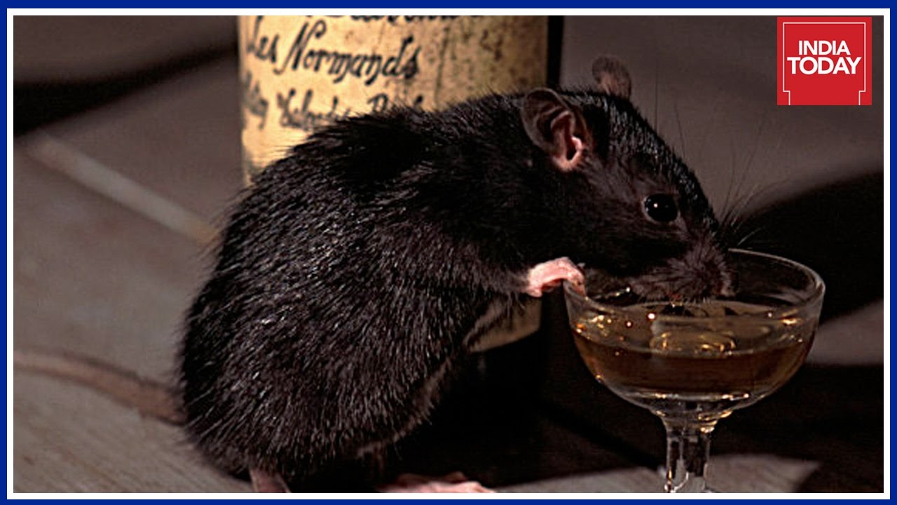 Only In India : Police Blames Rats For Missing Impounded Liquor In Bihar