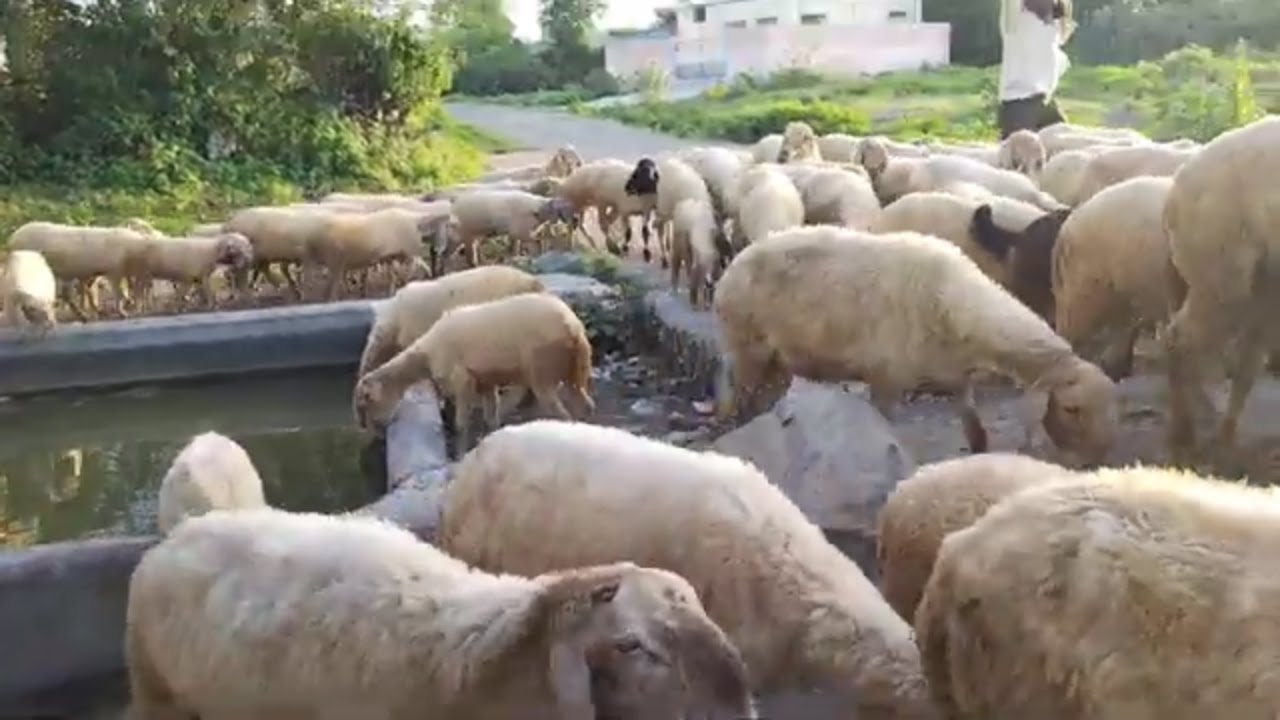 Sheep Antics: Cutest Moments Caught on Camera #animals #sheep