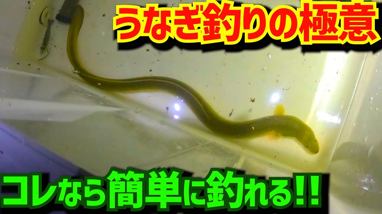 短時間でうなぎ爆アタリ!!＆100均グッズのエビ爆獲れ方法ご紹介!!【ヤバい映像有】