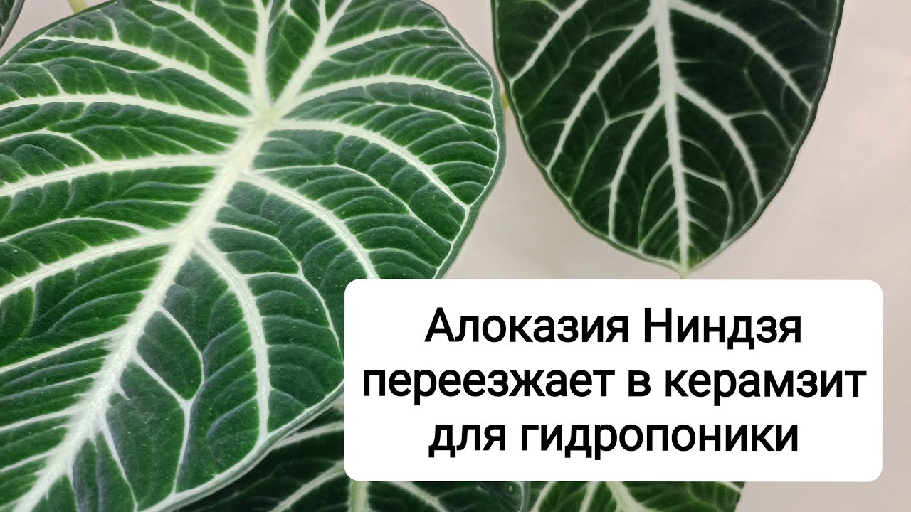 Алоказия Ниндзя: из строительного керамзита в керамзит для гидропоники