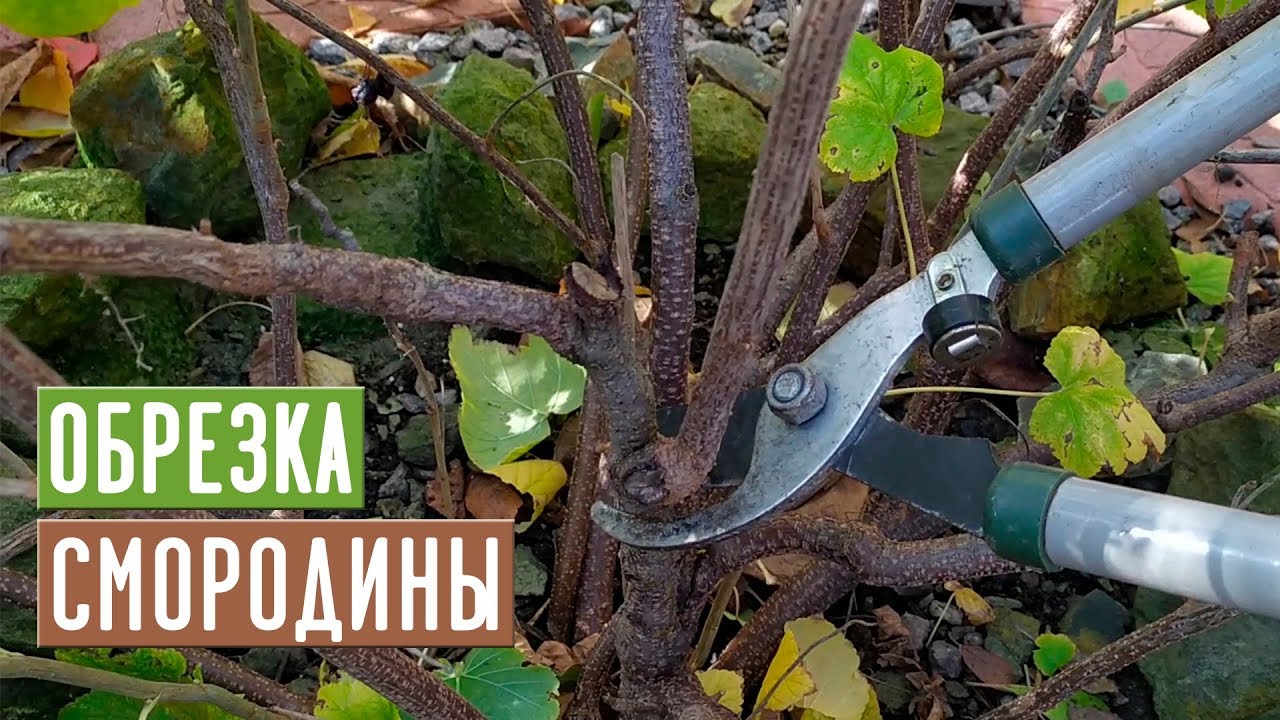 СМОРОДИНА 🌱 Правильная обрезка повысит урожай!!! / Садовый гид