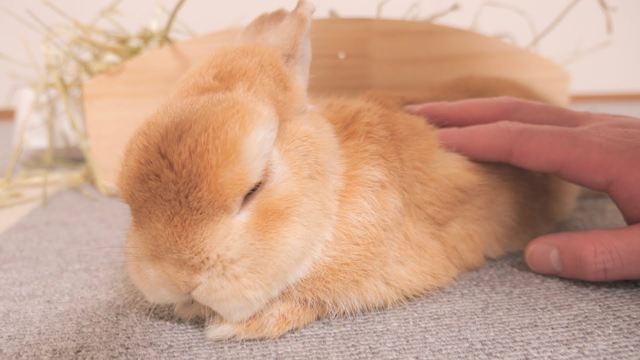 元気がなくお腹をすかしたウサギが飼い主の帰りを待っていました【No.1038】