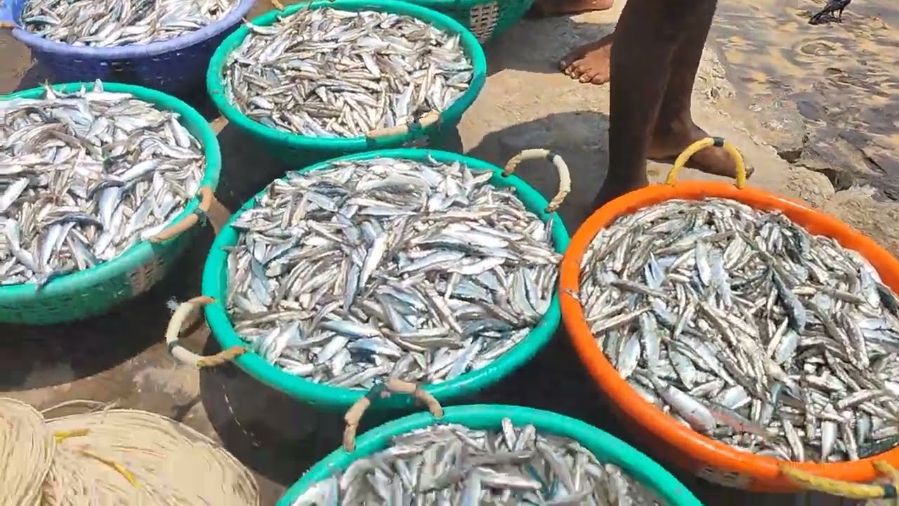 Malayali people fishing in South Indian kerala, unbelievable getting fishes 🐠🐟🐳🐋look it' guys 👉