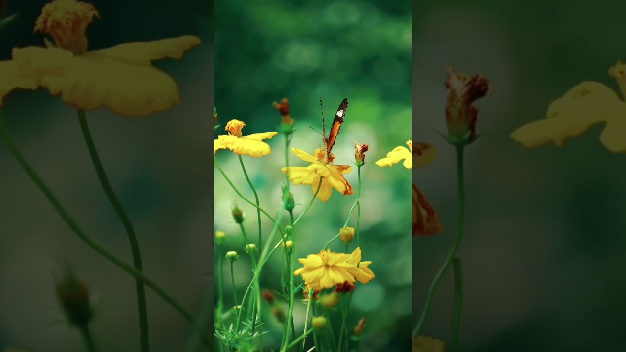 Tu he to love ❤️song 