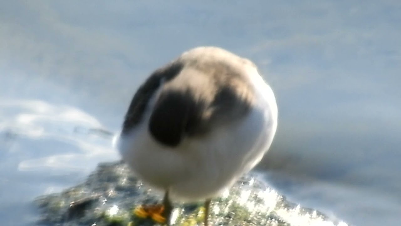 イソシギ、水面に餌（種？）が浮いて流れてくるのを食べている？～野鳥観察　2544