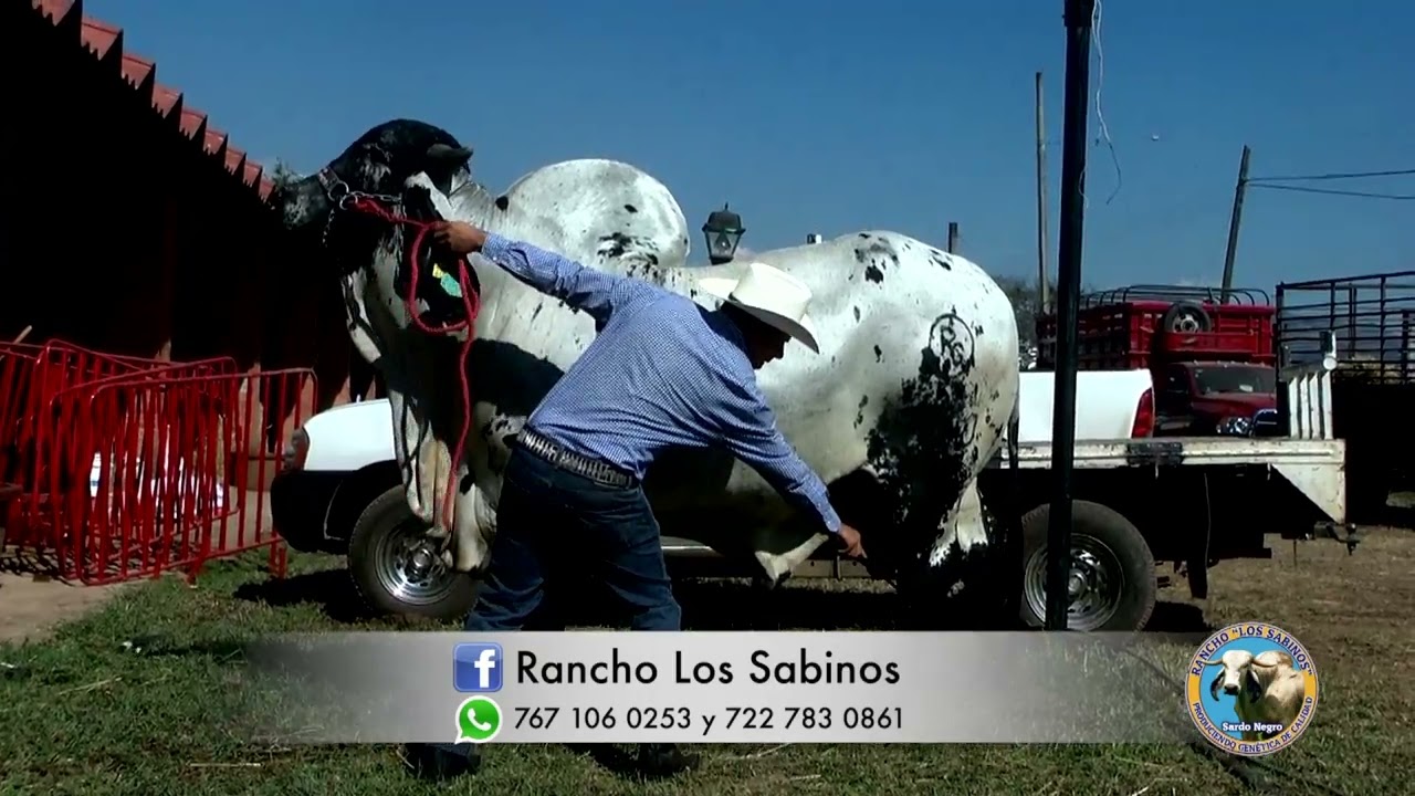 RANCHO LOS SABINOS.- SARDO NEGRO CON SELECCIÓN FUNCIONAL.