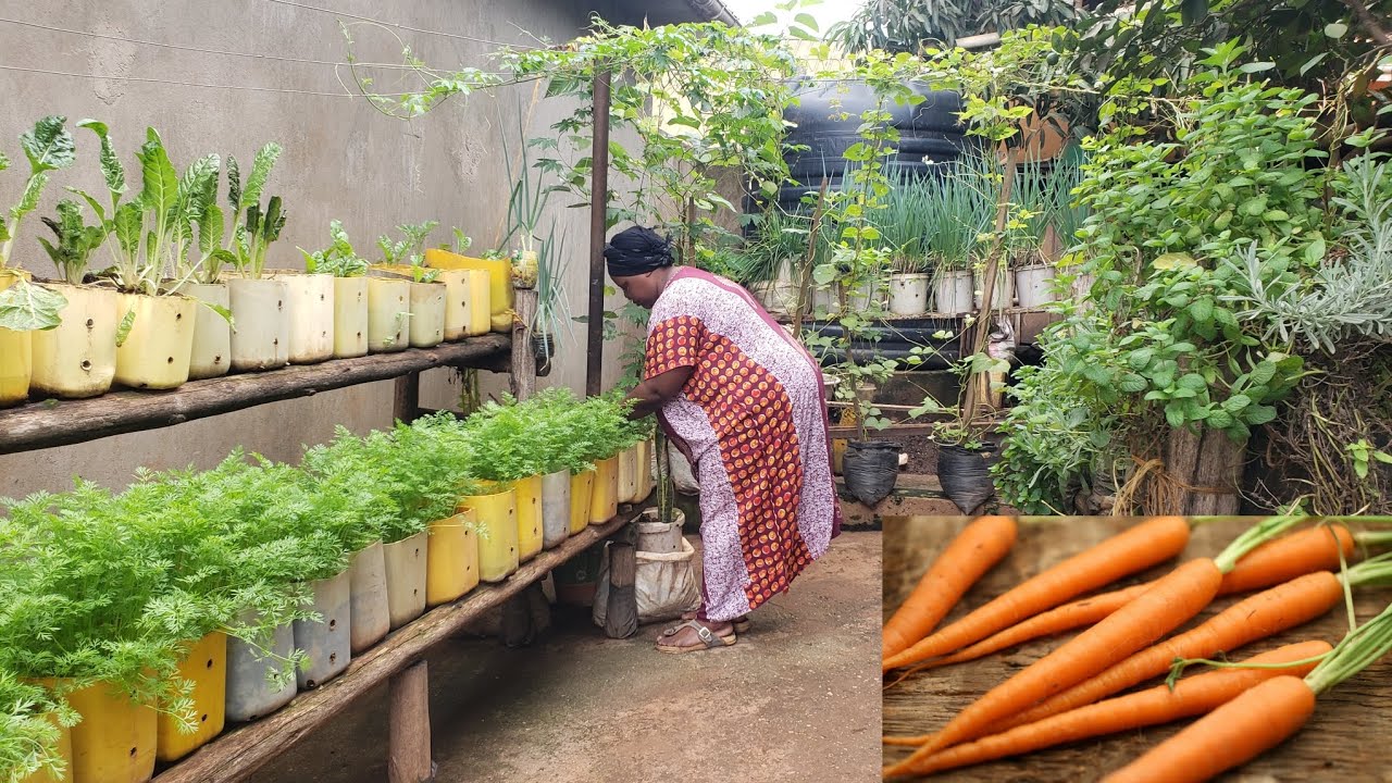 Как успешно выращивать морковь в контейнерах?
