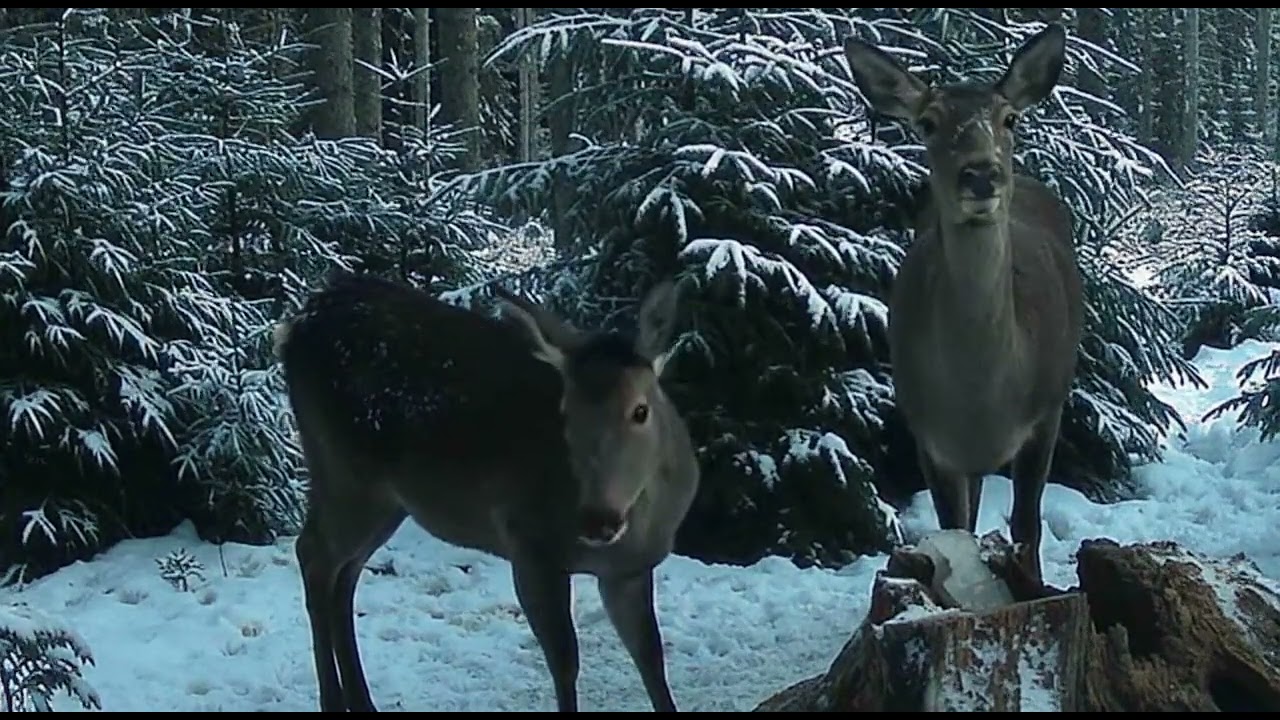 2 ciute surprinse la o sararie in Apuseni pe timp de Iarna 