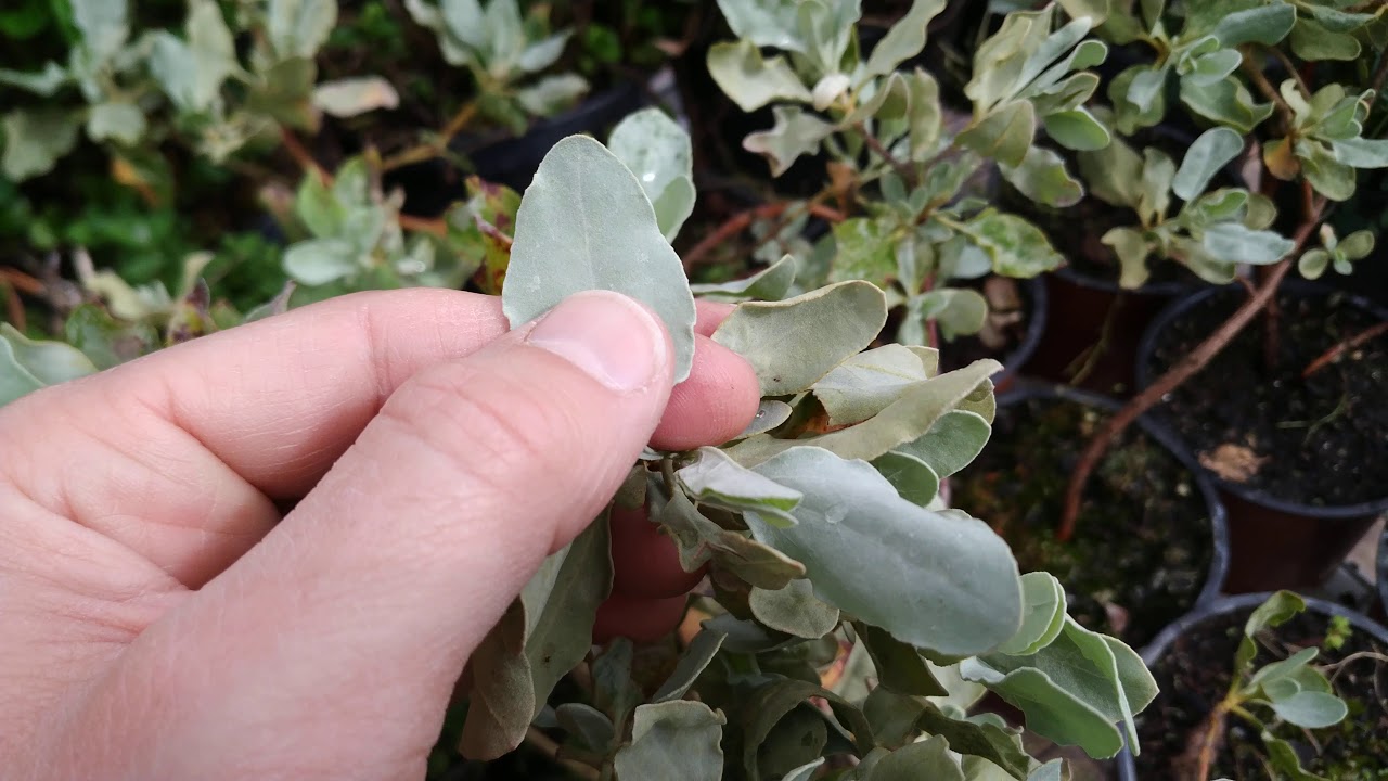 1ª Parte: Plantas Mediterráneas Autóctonas para Reforestación y Ornamentación. Identificación Visual