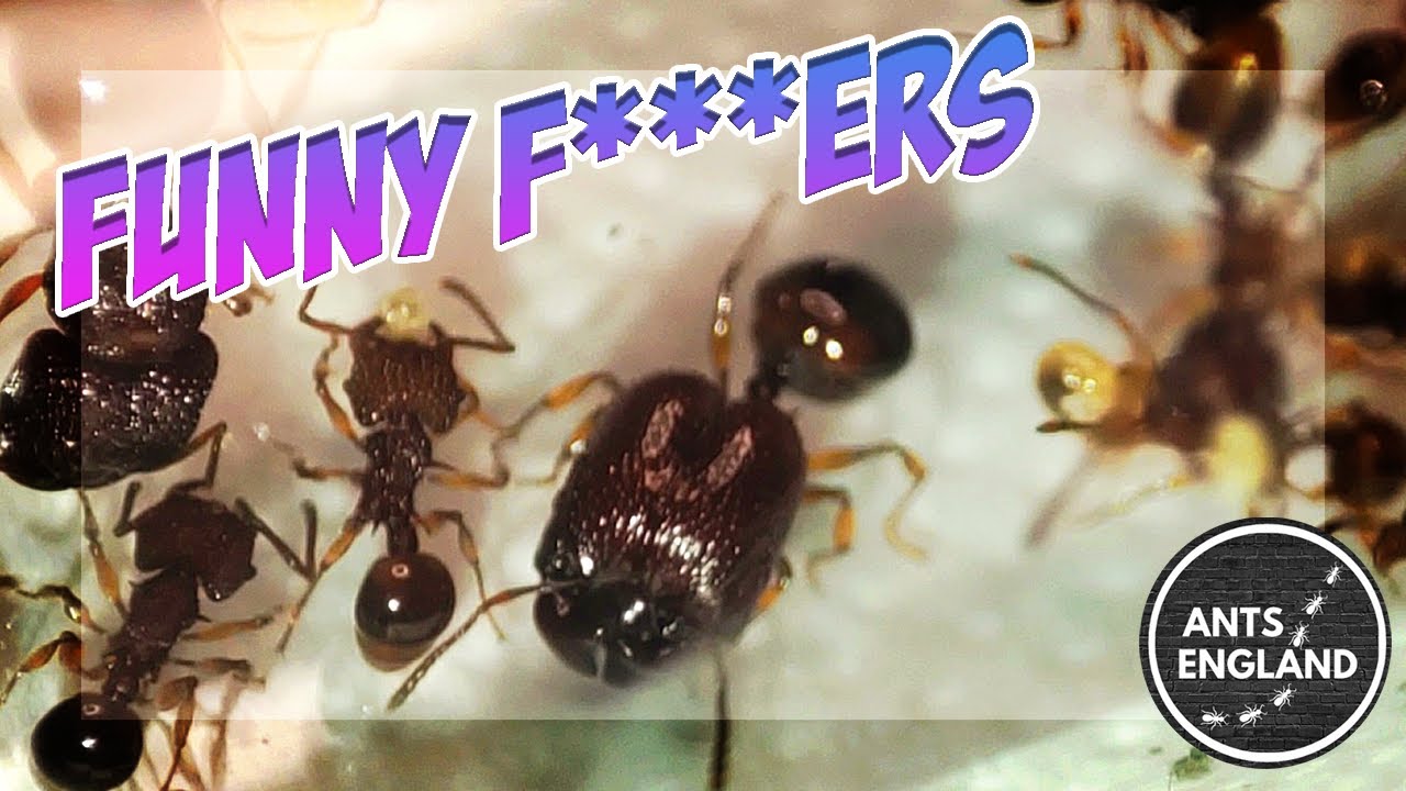 NEW COLONY!! and UPDATES #ants #manica #camponotus #tetramorium #acanthomyrmex