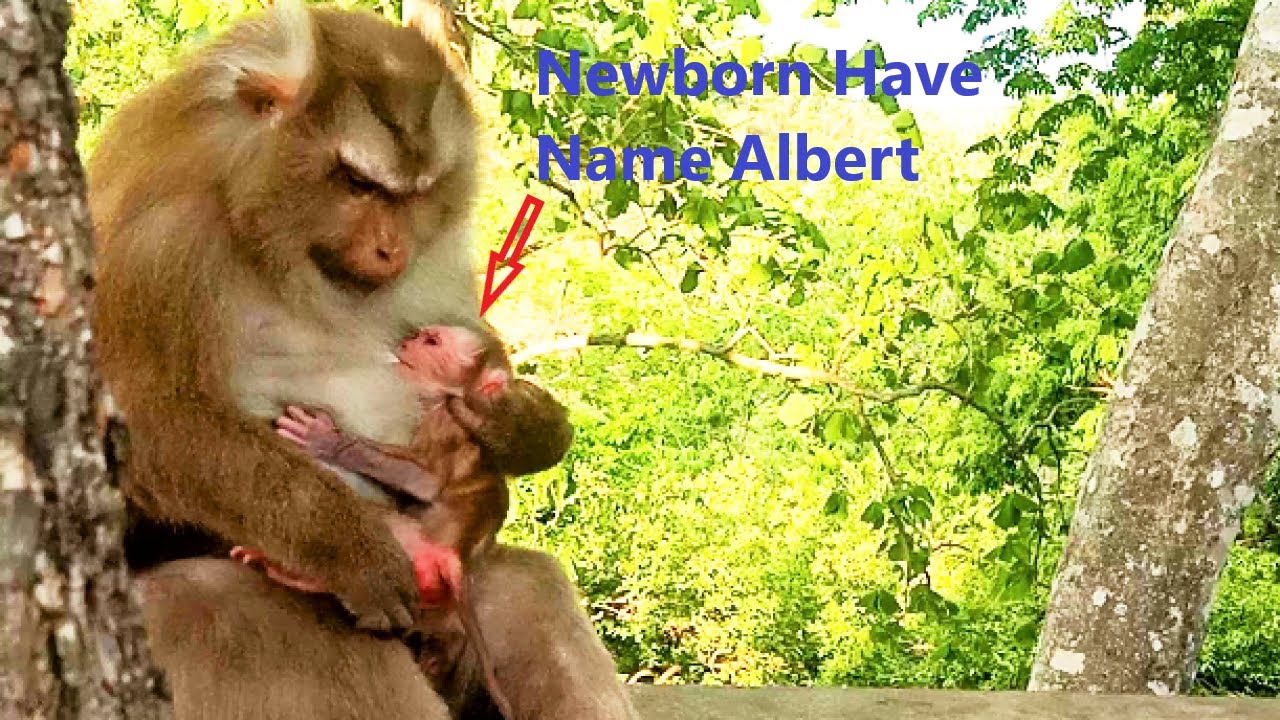 Newborn Of Ally Have Name Albert - Mother Ally Take Care Baby Very Good
