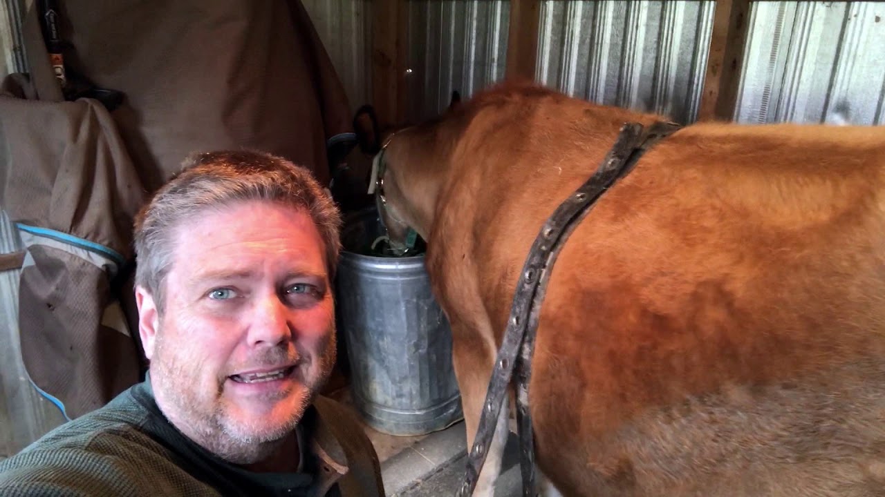 Training a Heifer Cow to Milk Without a Stanchion