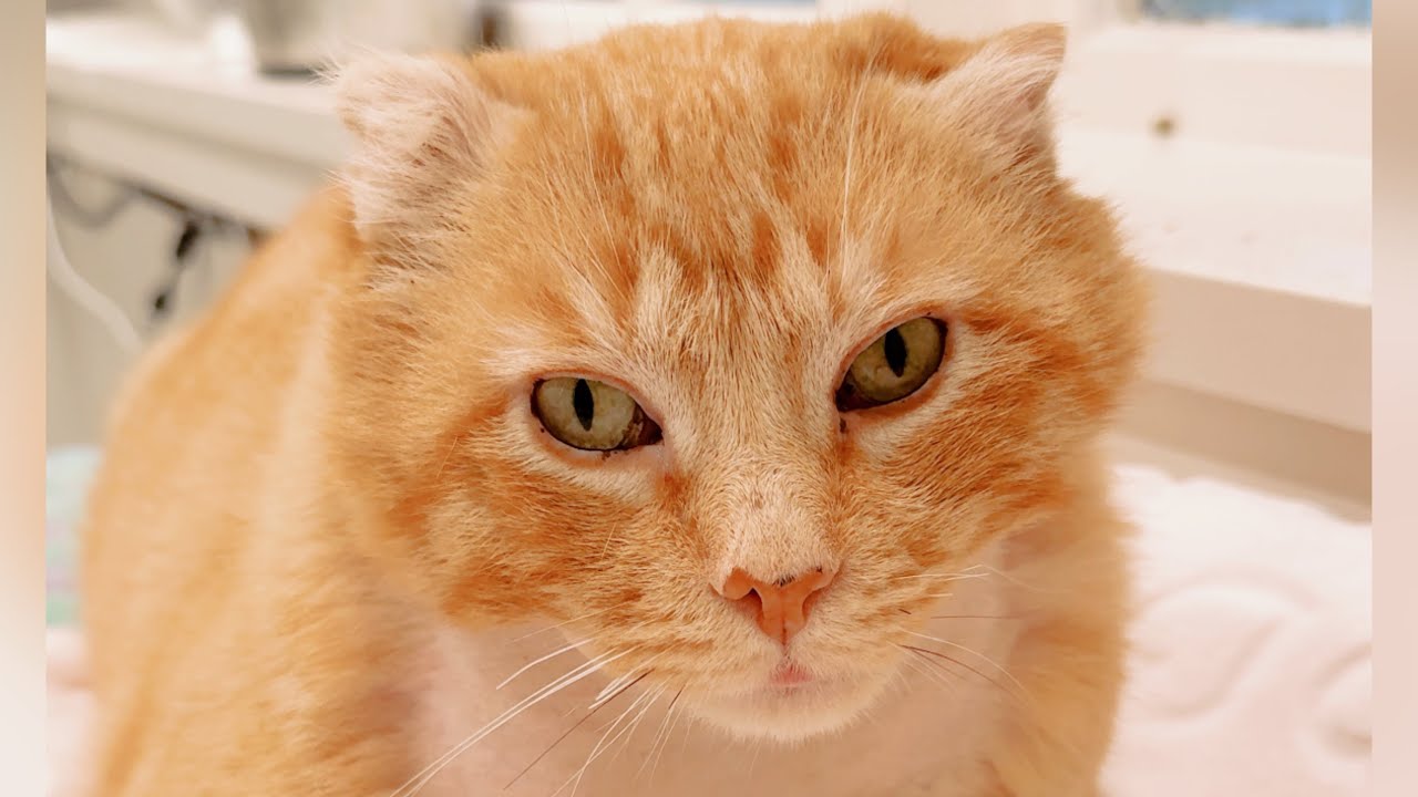 Injured feral cat Tomball plays with wild abandon!