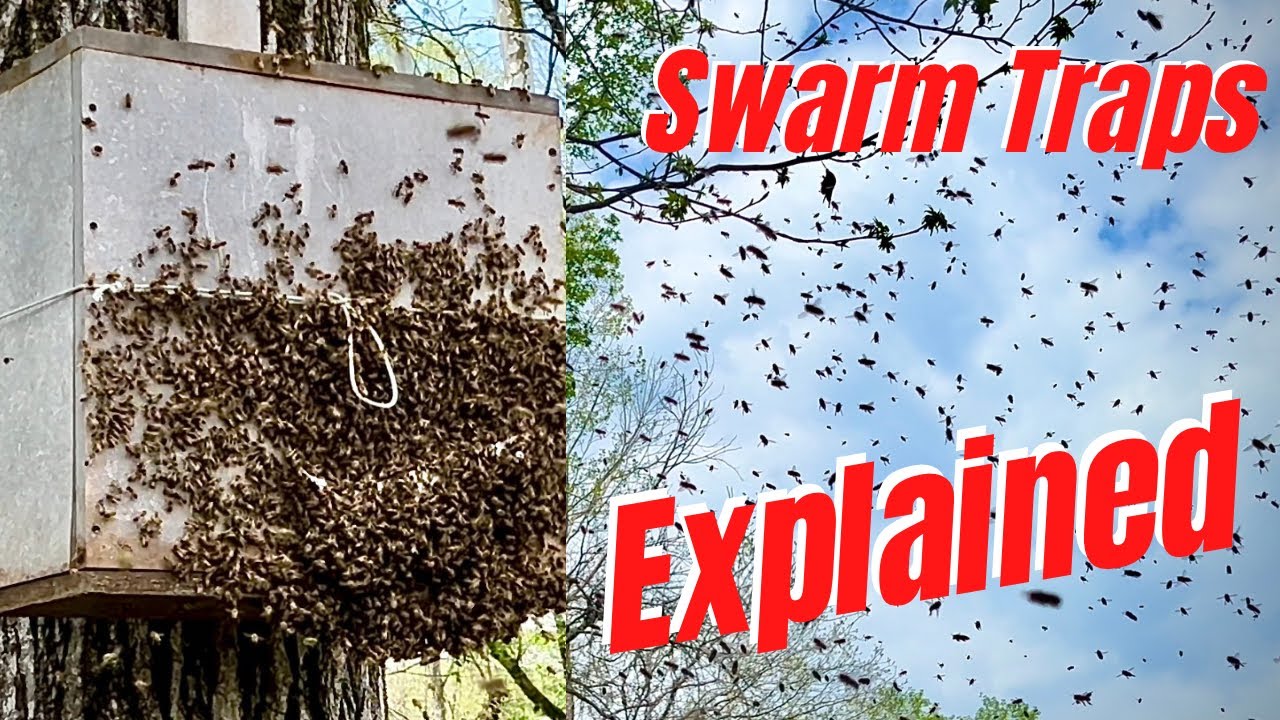 🐝 Bee a Better Swarm Trapper! 🐝 The How to’s and What to look for.