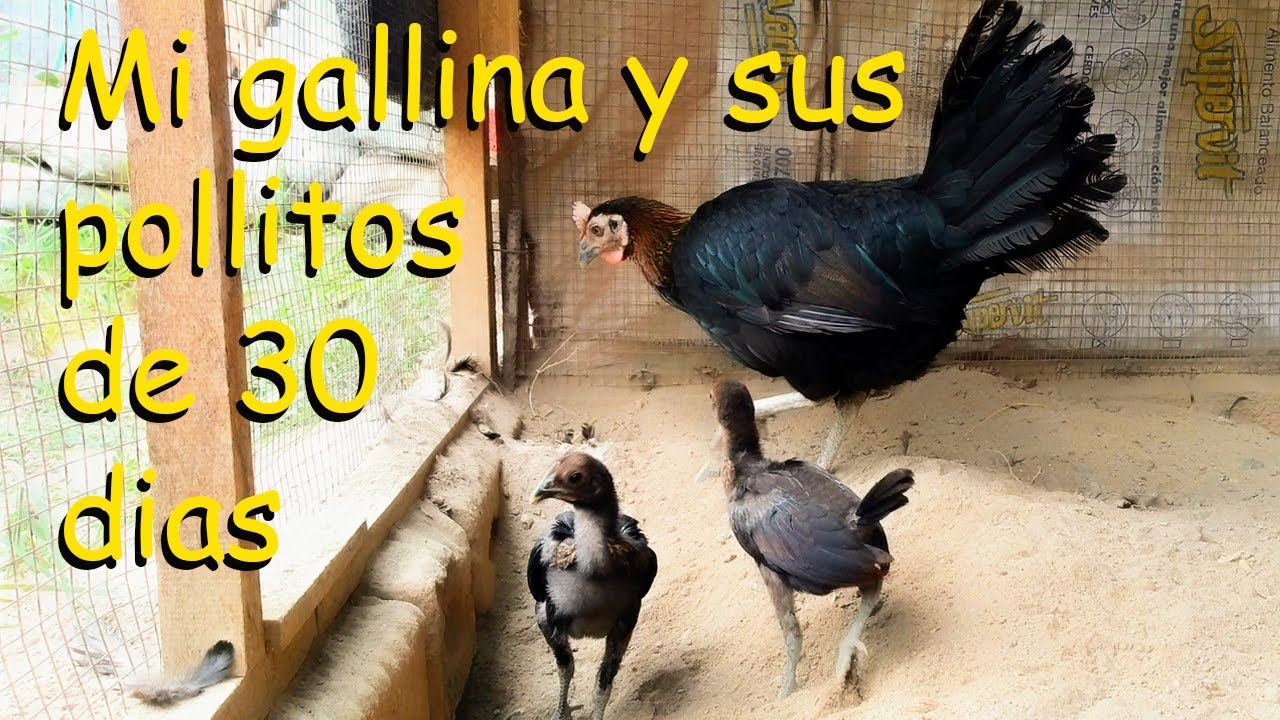 GALLINA Y SUS POLLITOS DE 30 DIAS