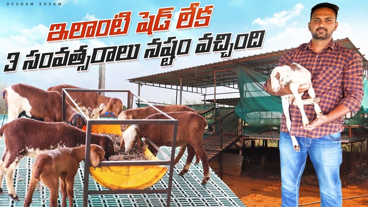 Elevated shed construction in telugu/sheep & goats shed/ఇలాంటి షెడ్ లేక చాలా నష్ట పోయ