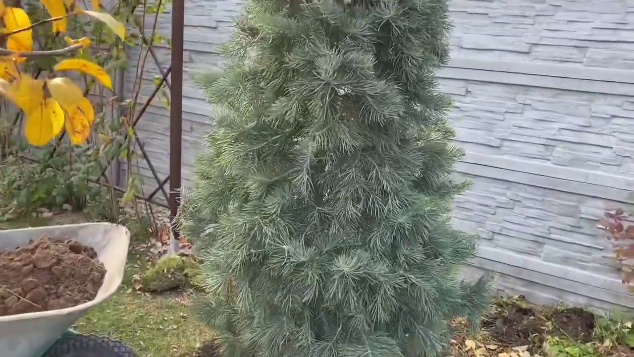 Пихта в саду 🌲 какие пихты растут у меня 🤔