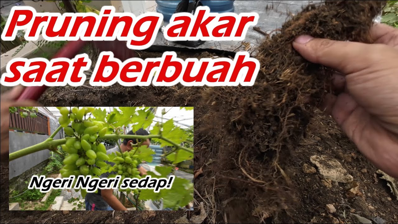 Pruning Akar Tanaman Anggur Saat Berbuah || emang Boleh? || Versi Grounding