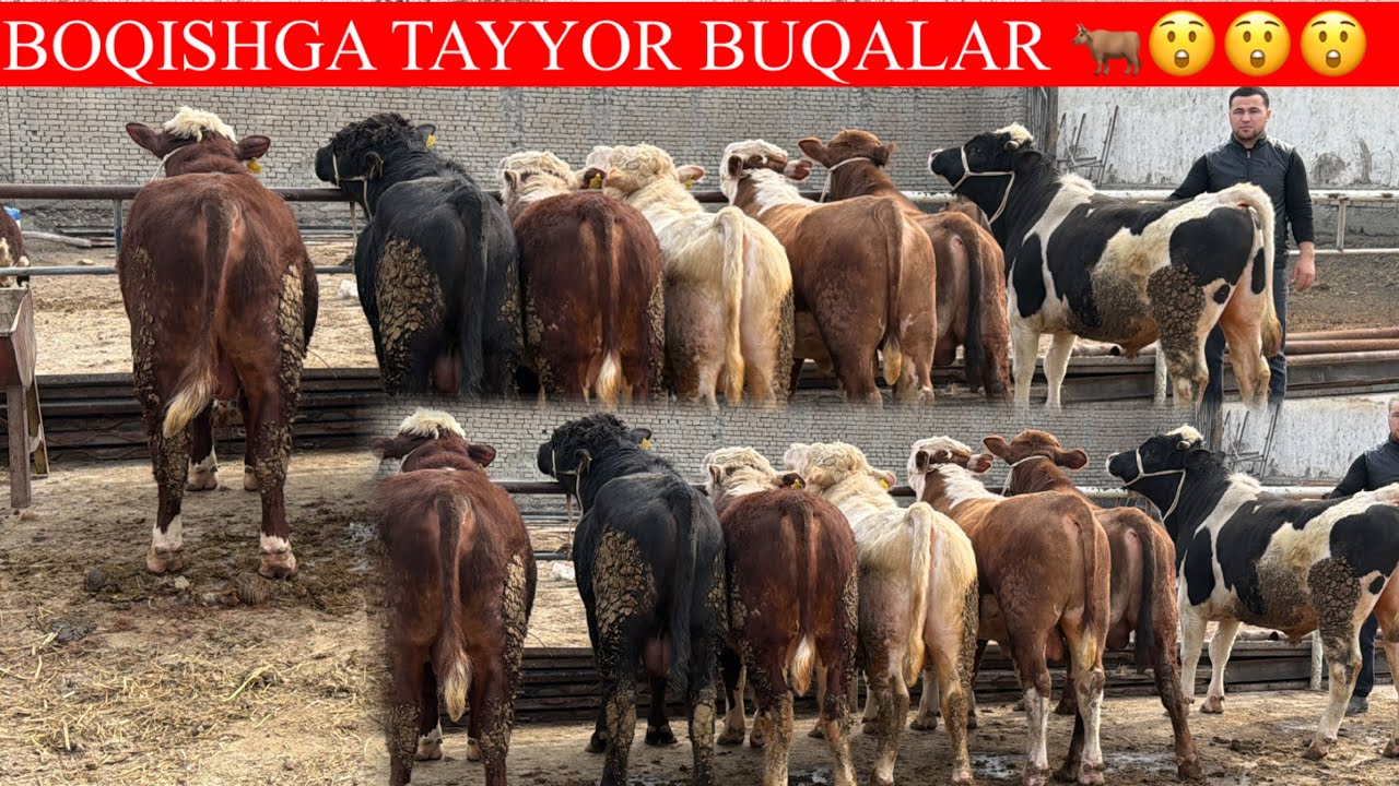 BOQISHGA TAYYOR DAXSHAT BUQALAR KELDI NARXLARNI ZO’R AYTDI 