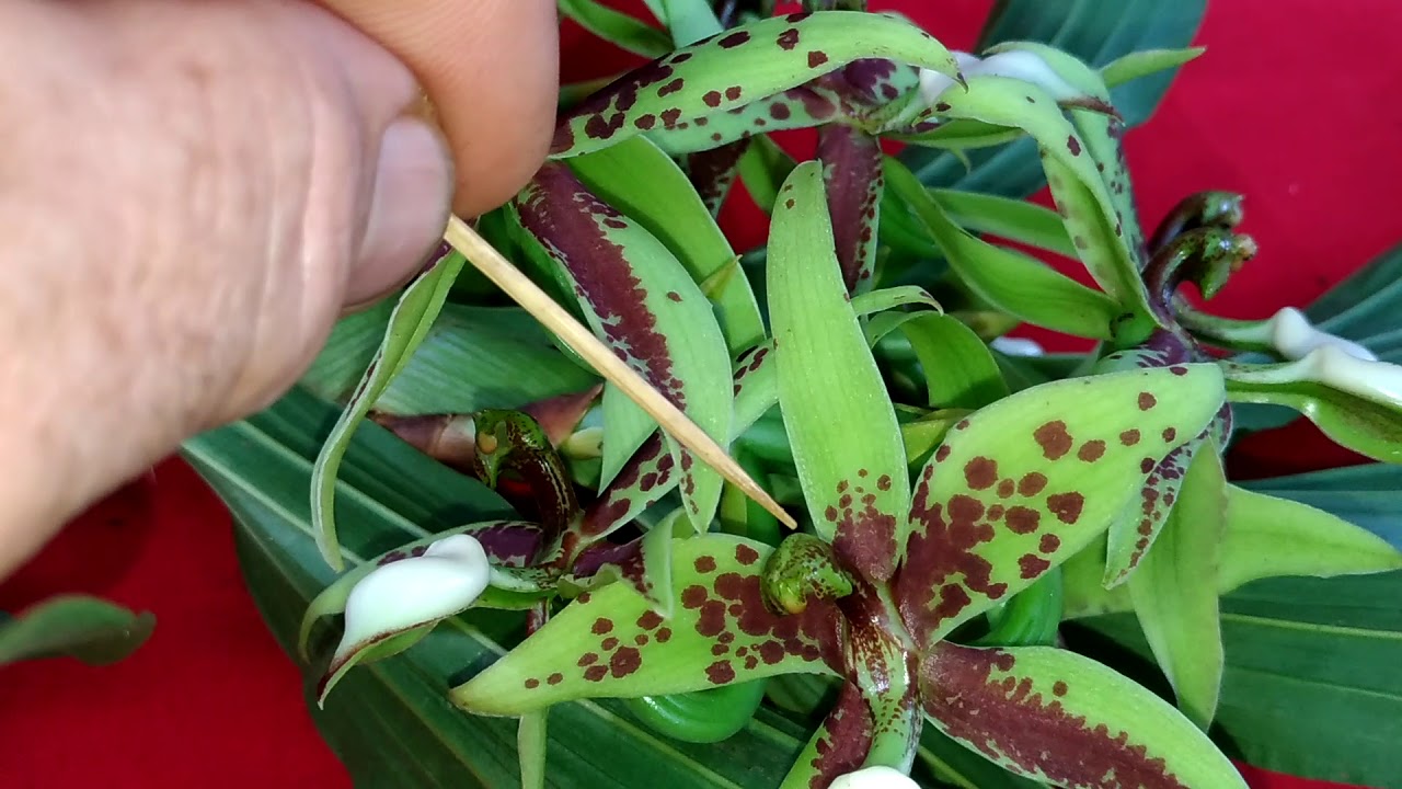 Fecundando uma flor de Cycnoches pentadactylon.