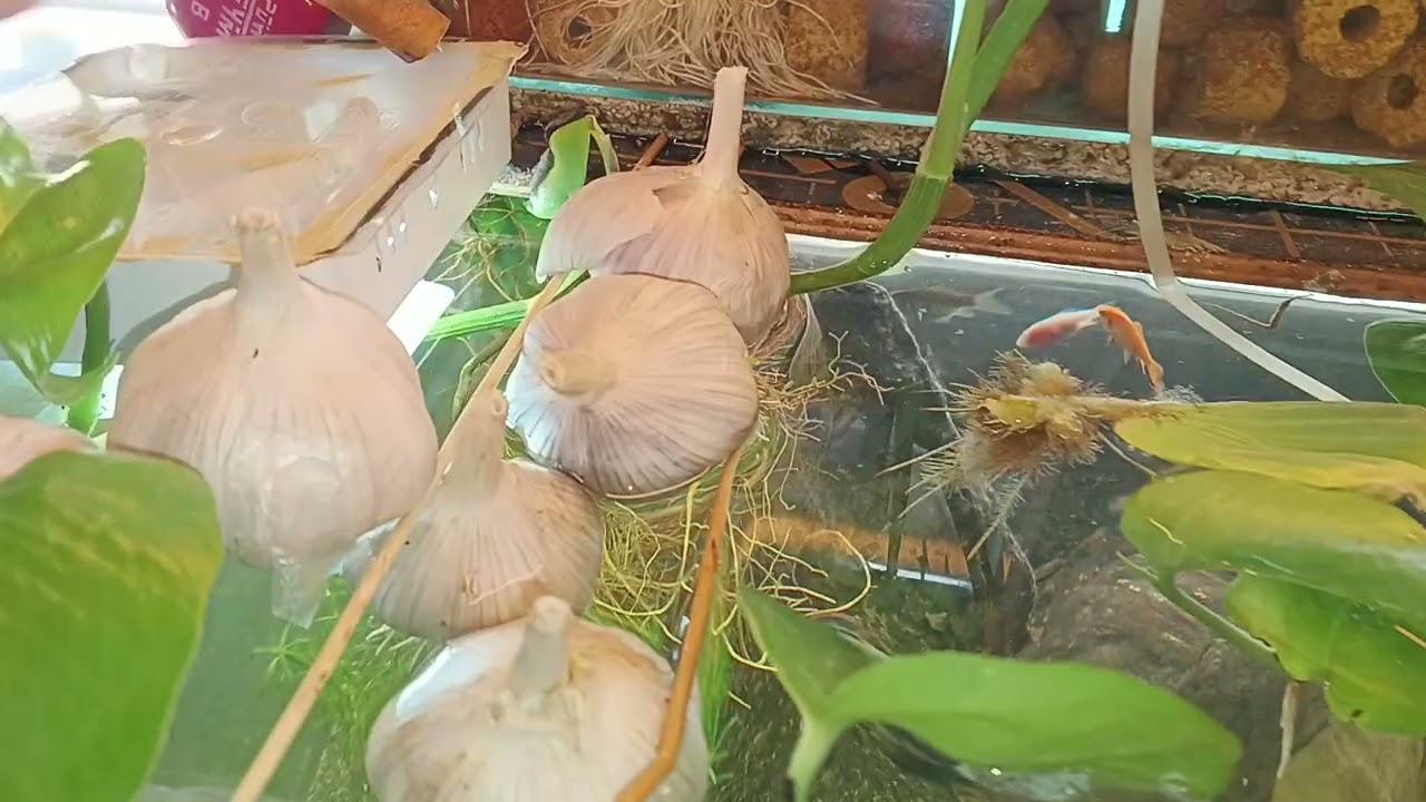 Day 13: No water change challenge( naglagay tayo ng carapiece ng res as decoration?