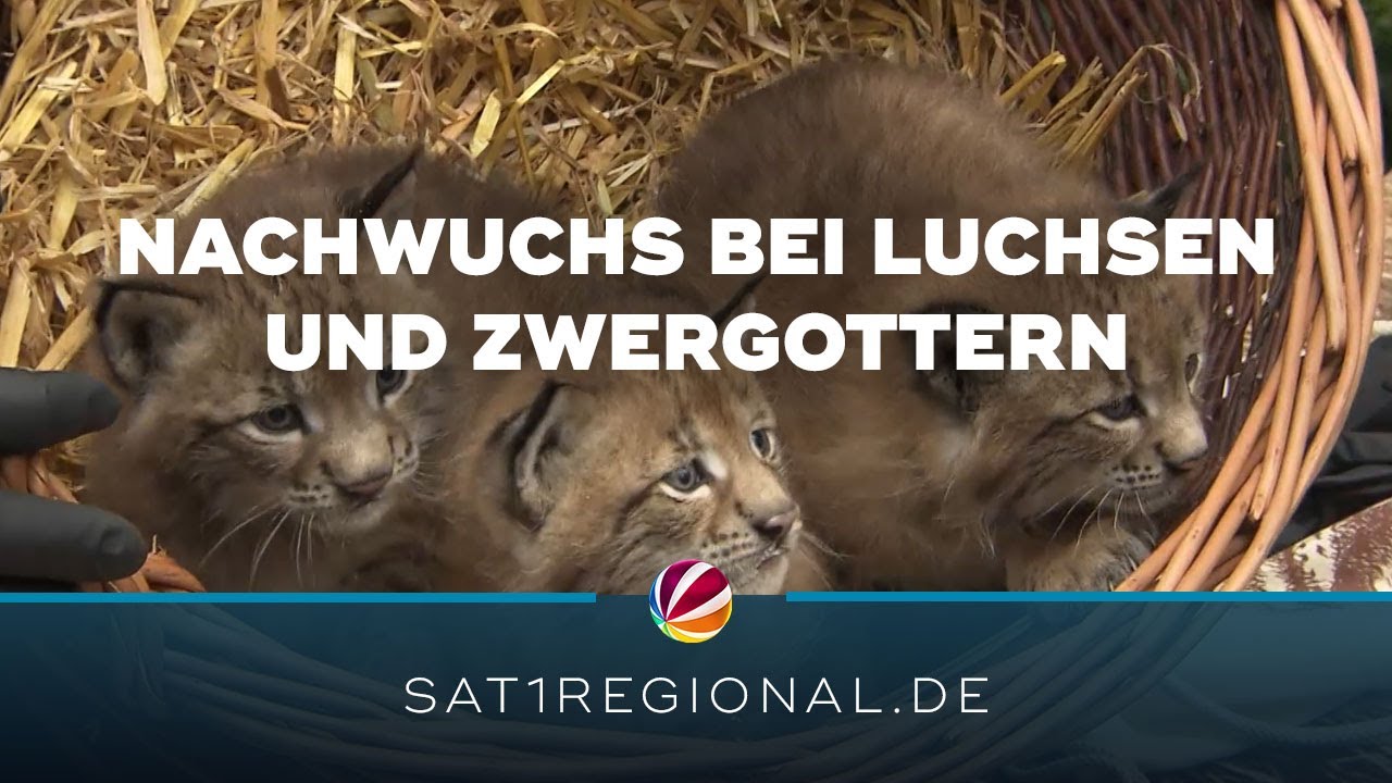 Luchs- und Zwergotter-Nachwuchs im Wildpark Schwarze Berge