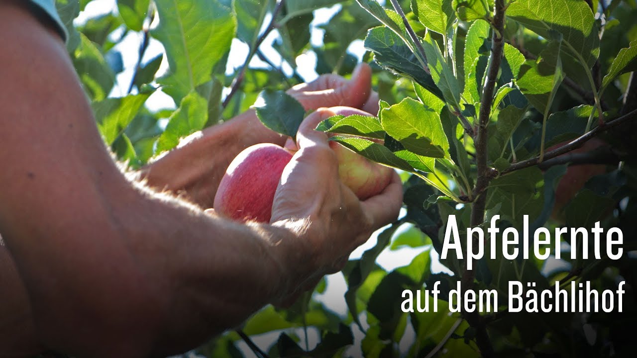 Apfelernte auf dem B&auml;chlihof