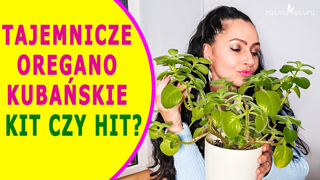 Tajemnicze OREGANO KUBAŃSKIE /mięta meksykańska/ - KIT czy HIT? Czy warto uprawiać je w domu?