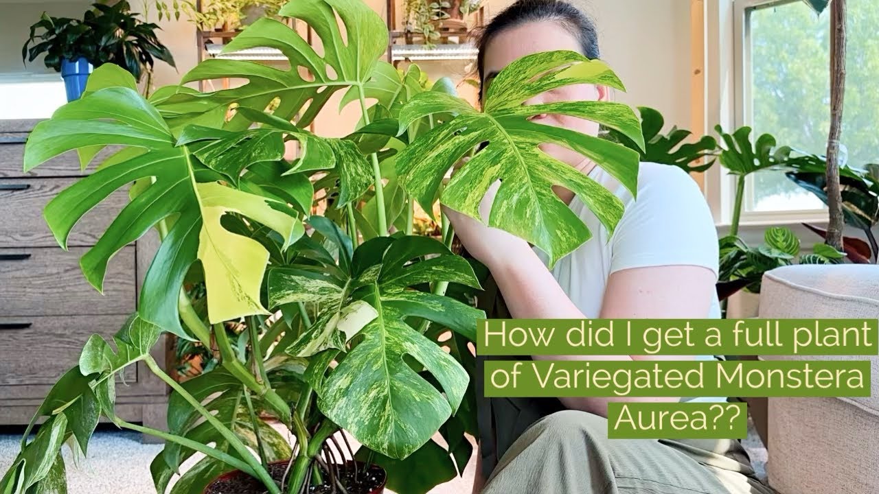 MY NEW PLANT! Variegated Monstera Aurea | DIY moss pole | Massive propagation, dividing & repotting.