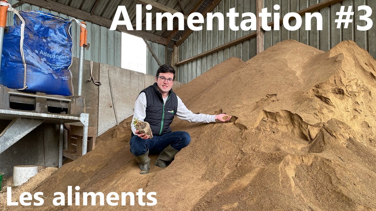 Alimentation des vaches #3 🐮 Les aliments !