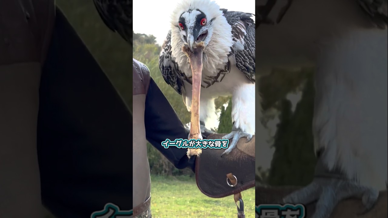 骨を食べる異色の食性を持つ鷲🦅