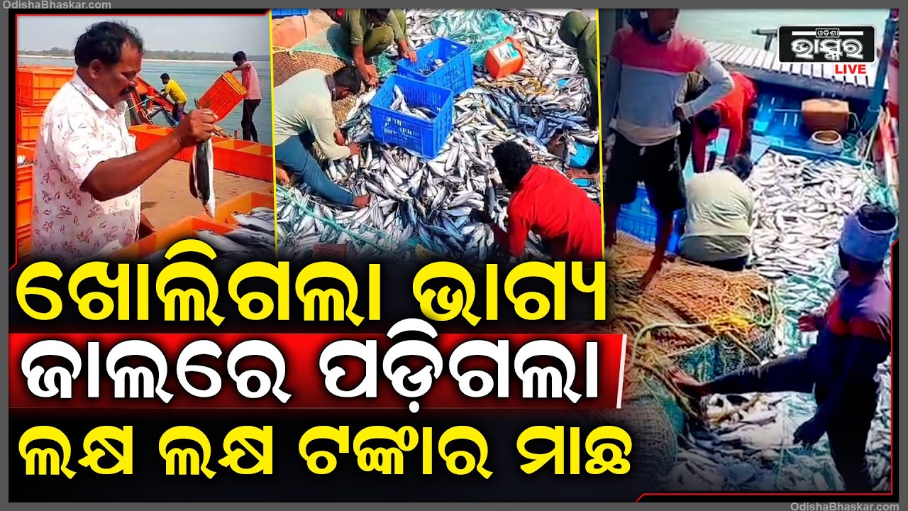 ଡଙ୍ଗା ଆଡ଼କୁ ମାଡ଼ି ଆସିଲେ ଲକ୍ଷ ଲକ୍ଷ ମାଛ.. ଖୁସି ହୋଇଗଲେ ମତ୍ସ୍ୟଜୀବି.. ମିଳିଲା ଲକ୍ଷ ଲକ୍ଷ ଟଙ୍କା...
